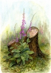 Forest Foxgloves